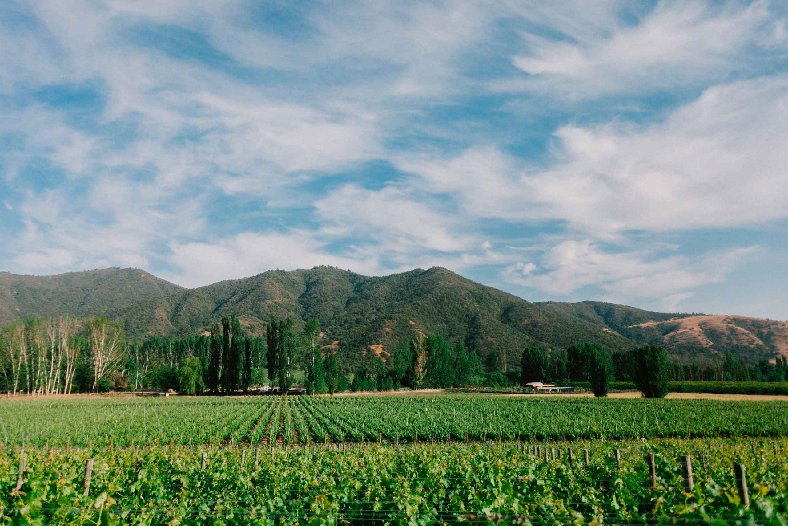 Forbes article: Can Chilean Wine Be As Good As Bordeaux?