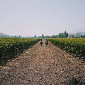 Cepas Cabernet Sauvignon, Carménère, Syrah, Cabernet Franc y Merlot